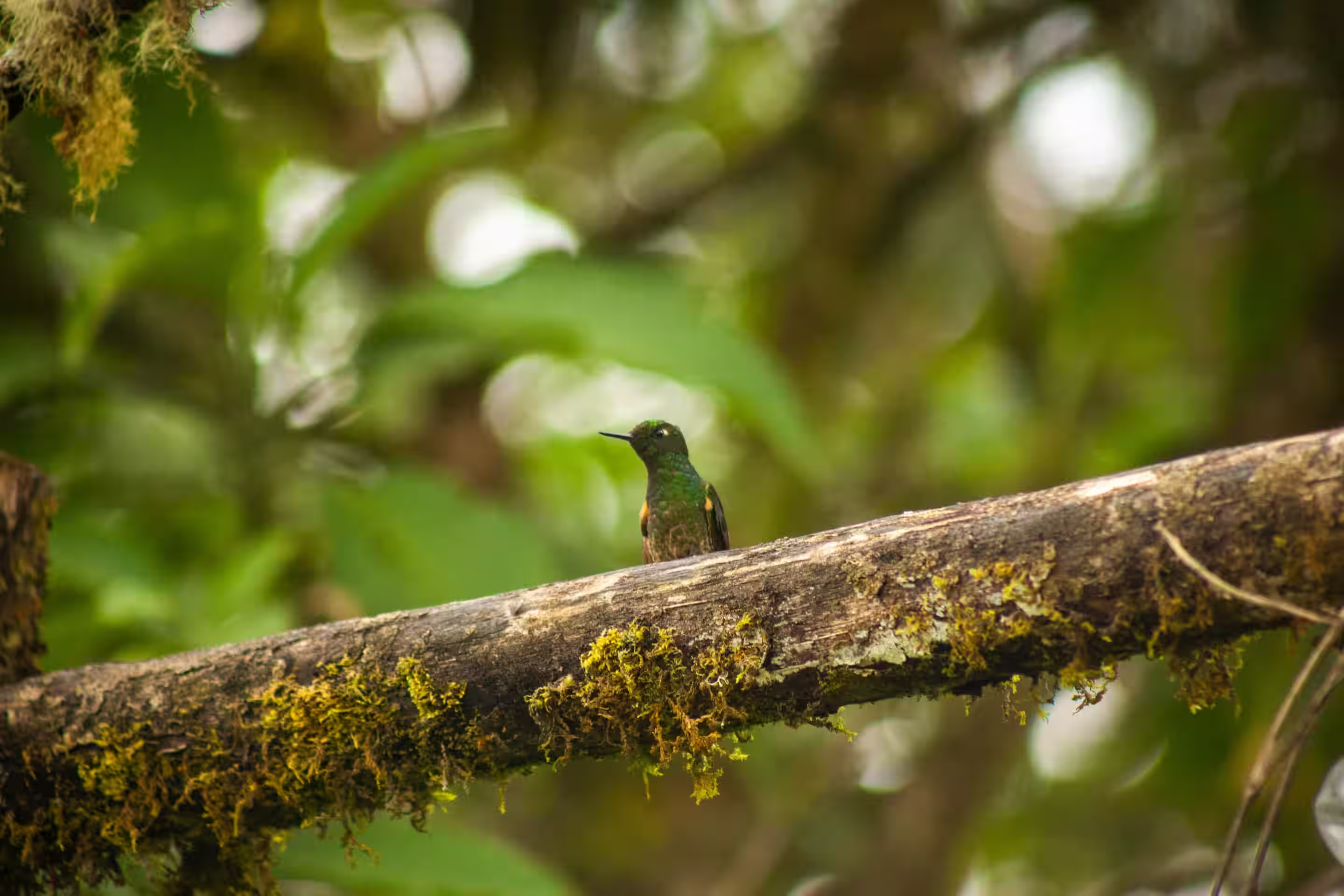 Protect Biodiversity Hotspots with Wetlands Intl.